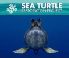 Sea Turtle Restoration Project  logo